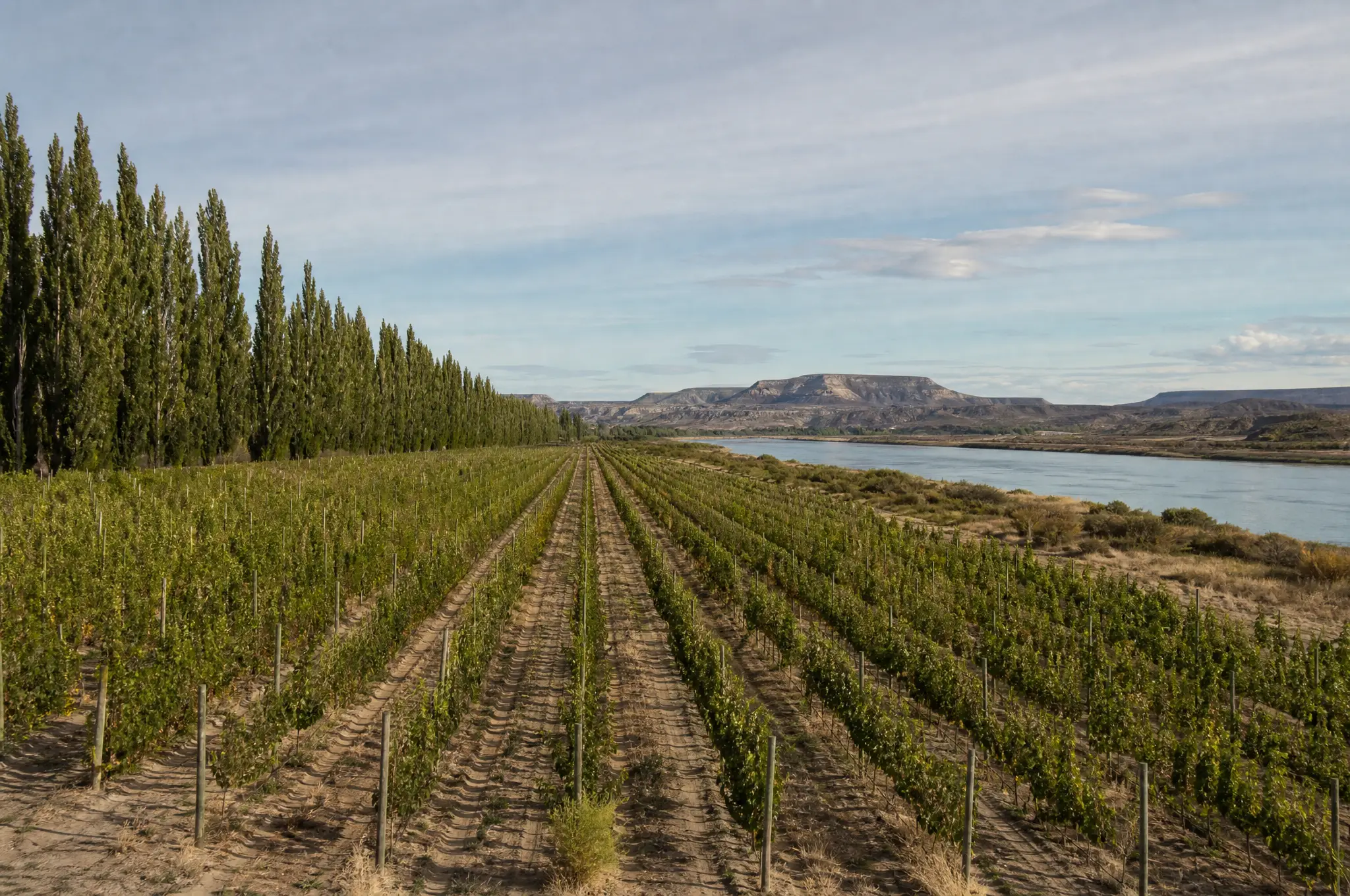 Patagonian Pinot Noir — Río Negro