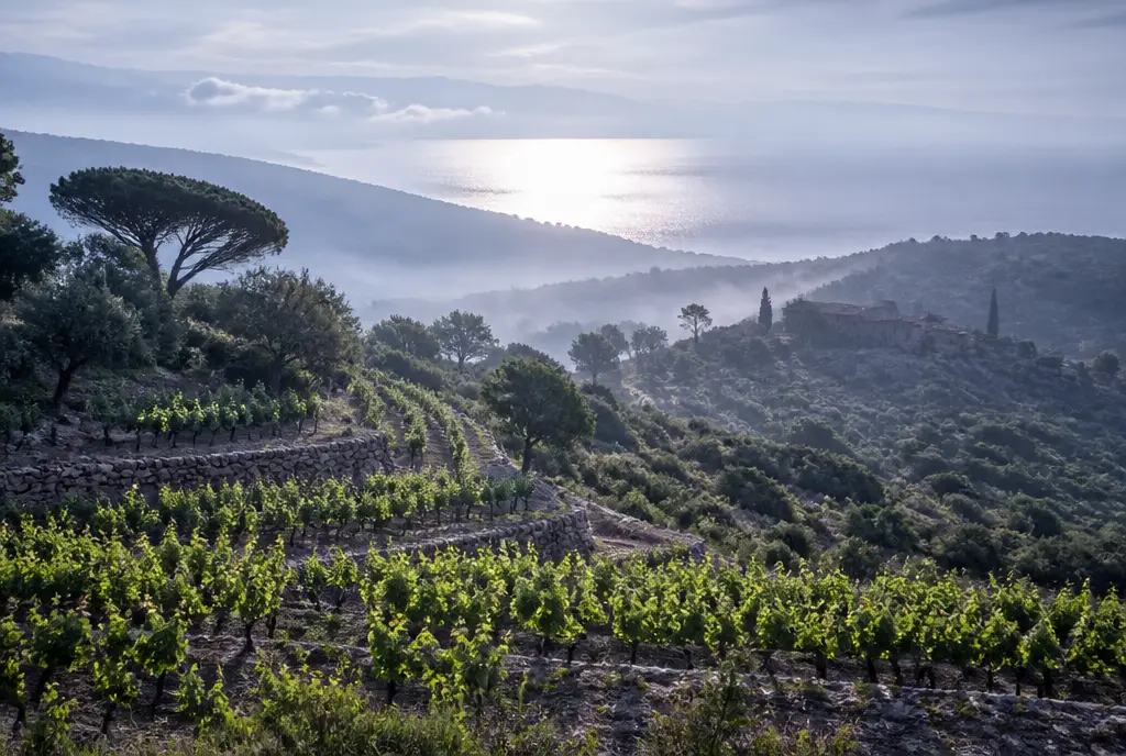 Bandol Rouge — Bandol