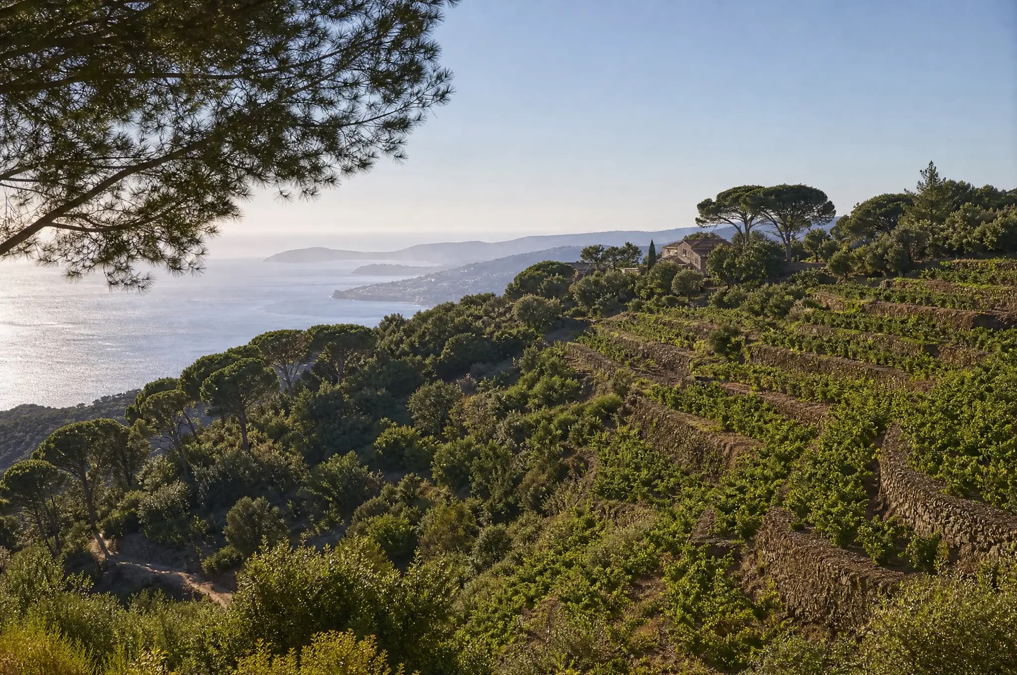 Bandol Estate