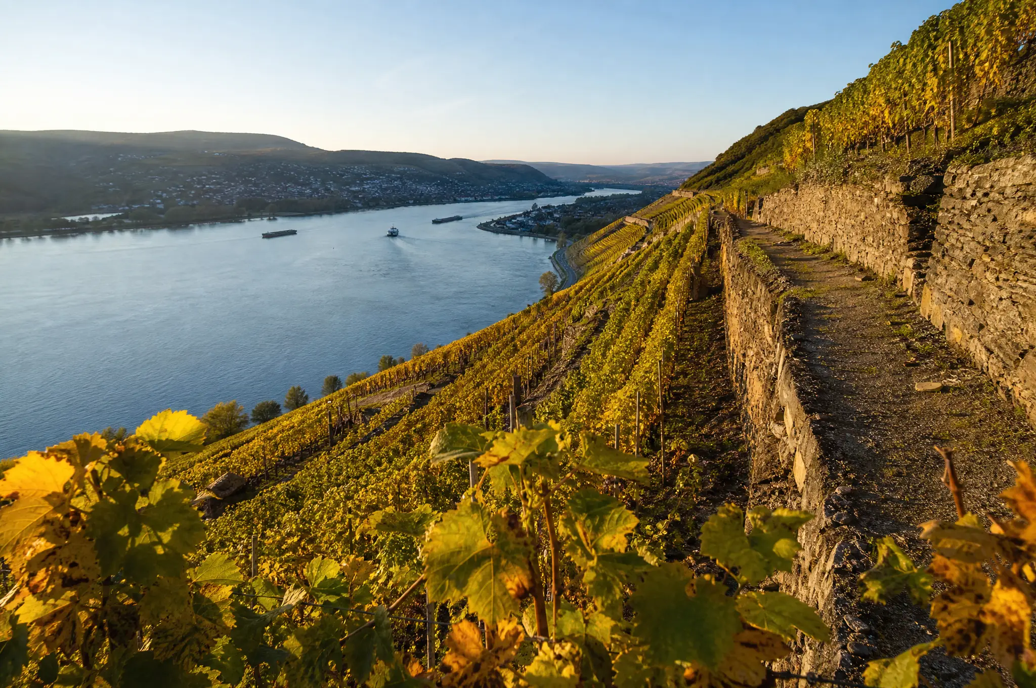 Rheingau Riesling Trocken — Rheingau