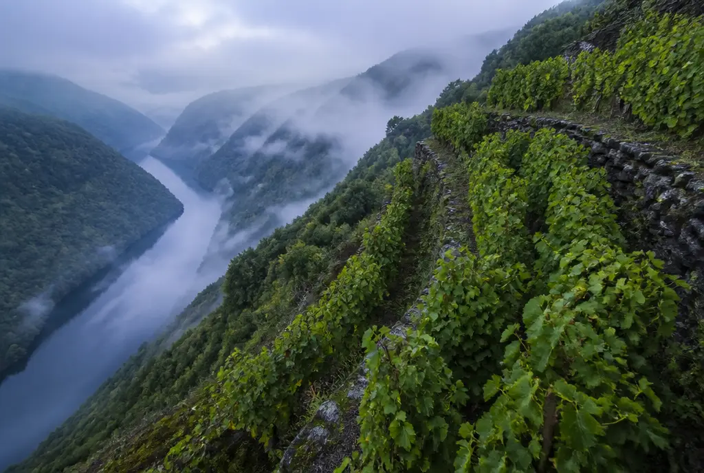 Steep-Terrace Mencía — Ribeira Sacra