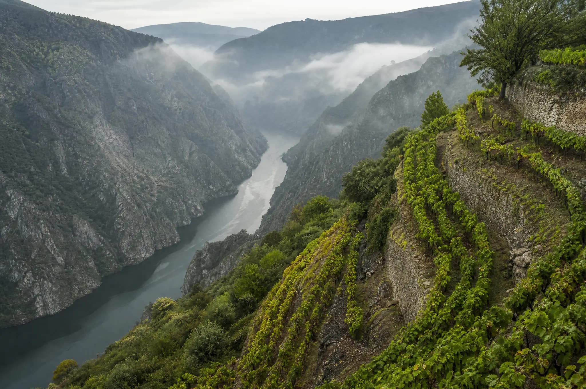 Ribeira Sacra Estate