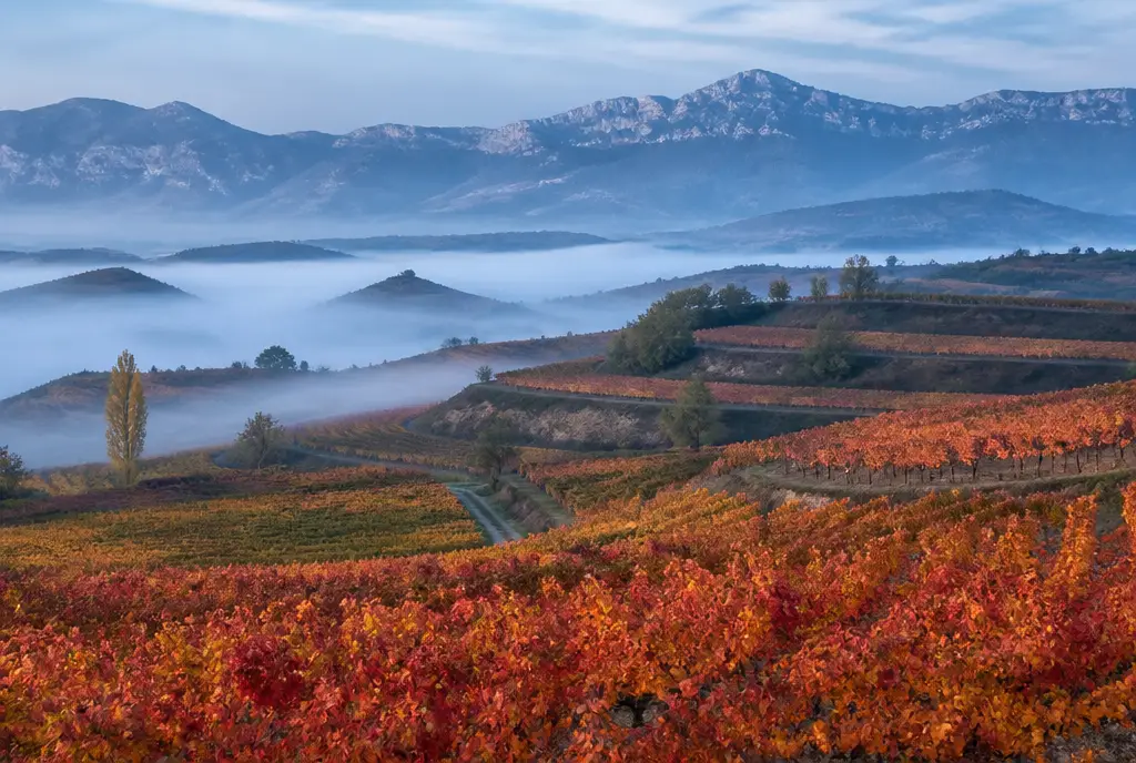 Rioja Gran Reserva β Rioja