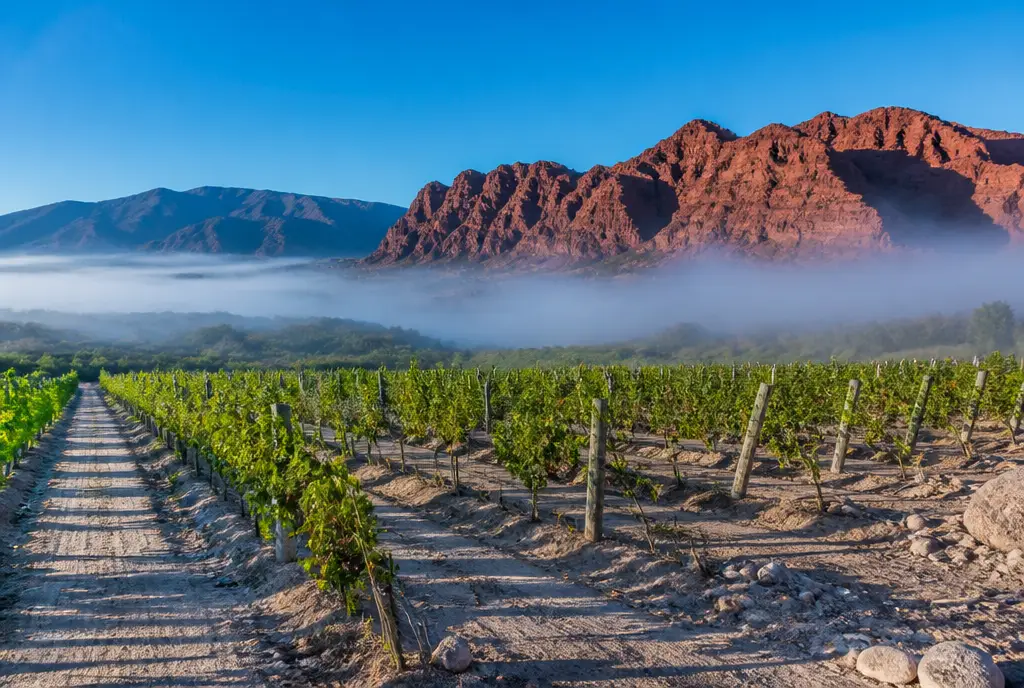 High-Altitude Malbec — Cafayate