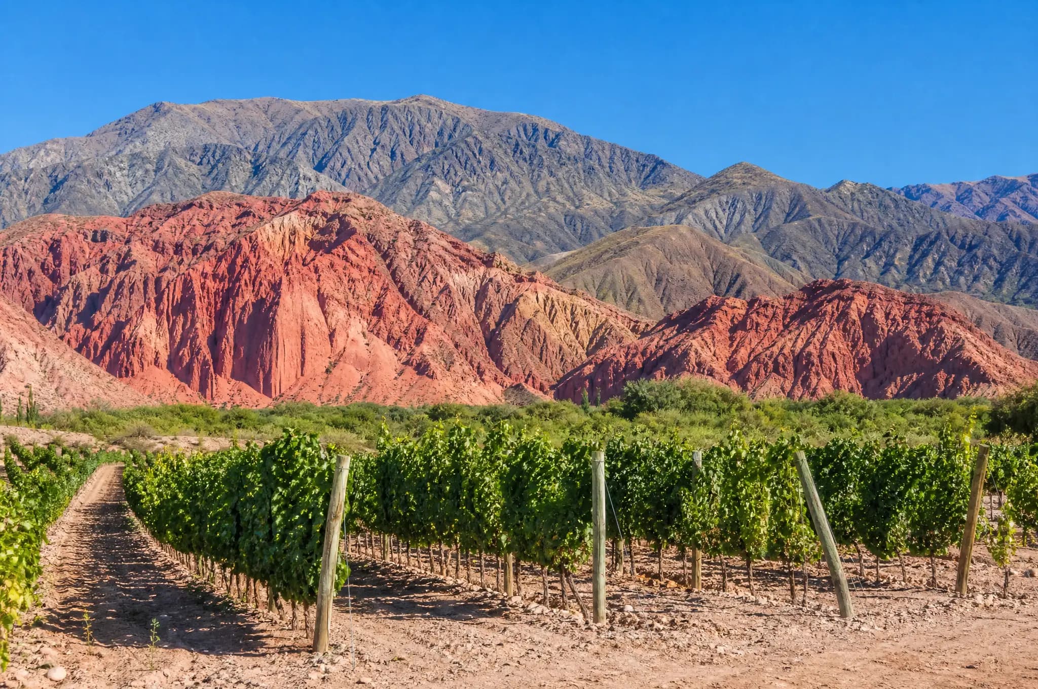 Torrontés de Altura — Cafayate