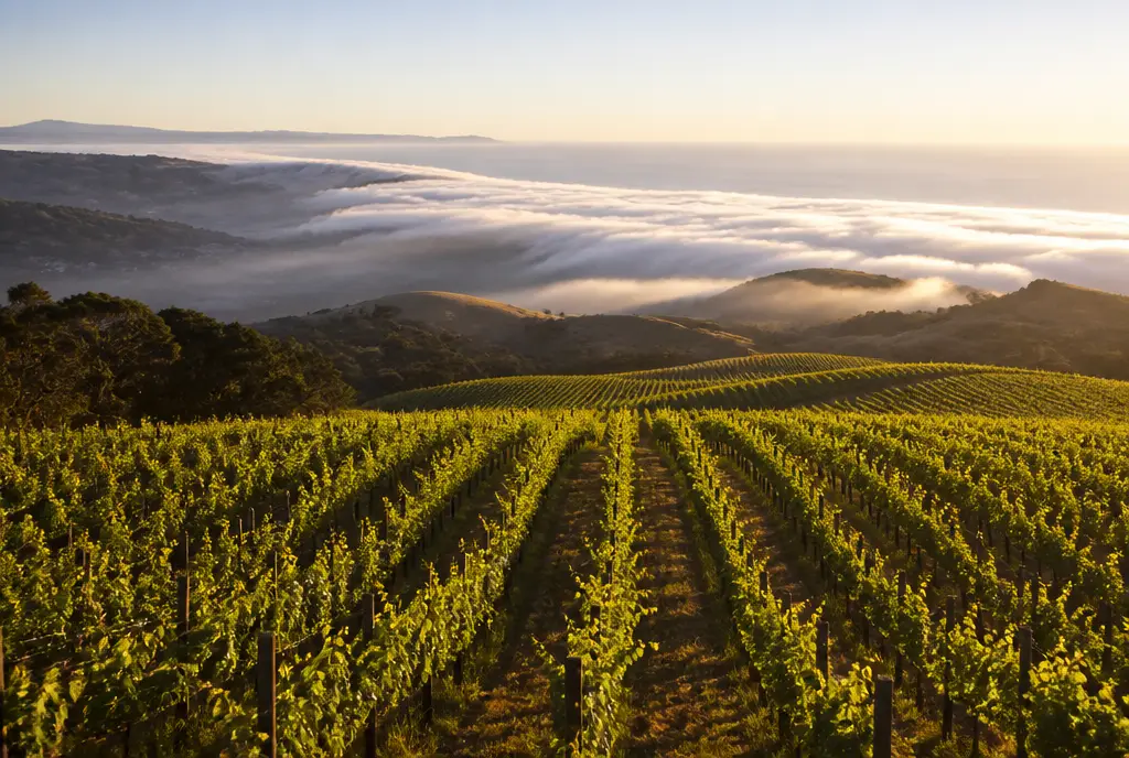 Estate Syrah — Sta. Rita Hills