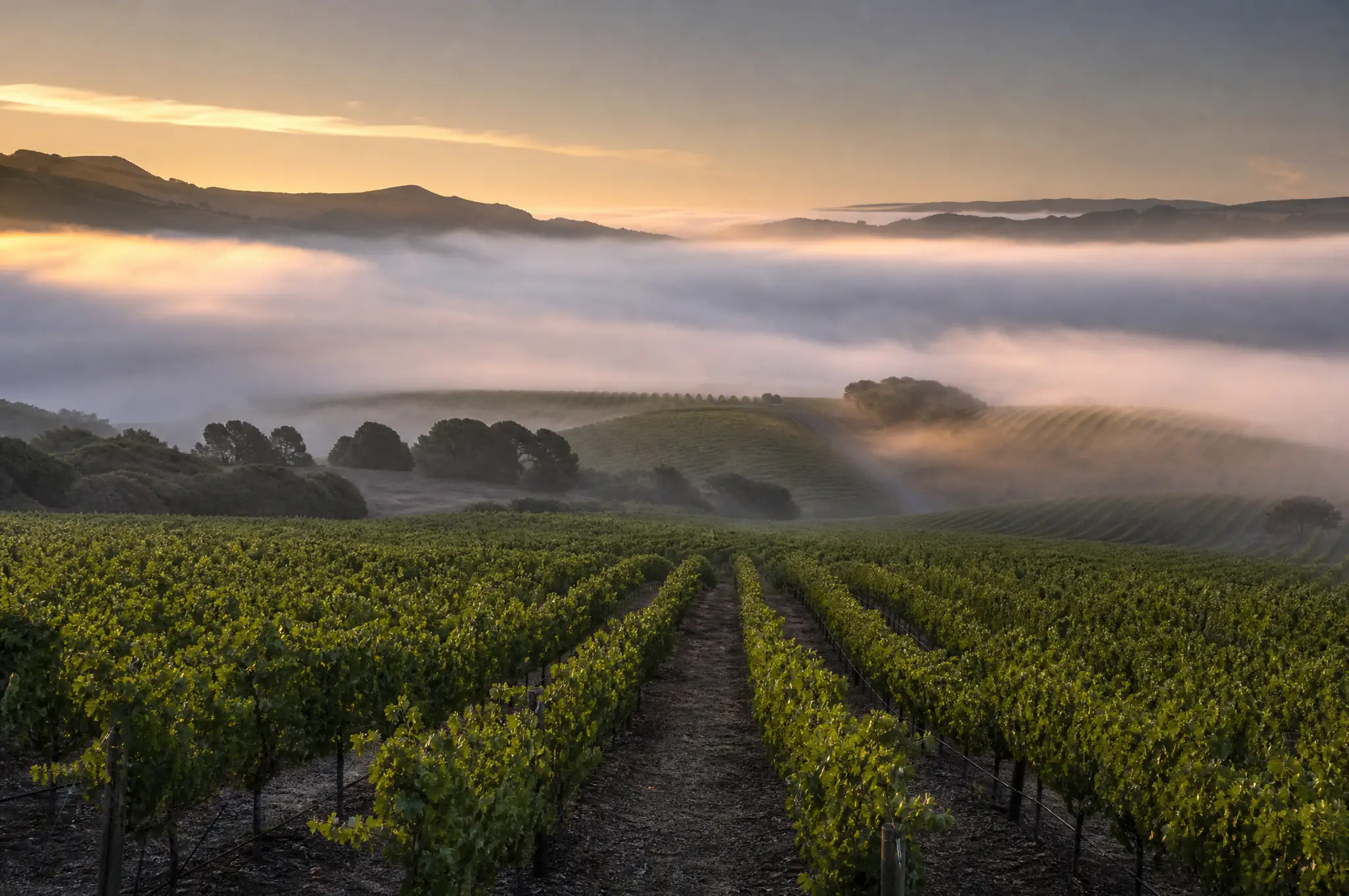 Sta. Rita Hills Pinot Noir — Sta. Rita Hills