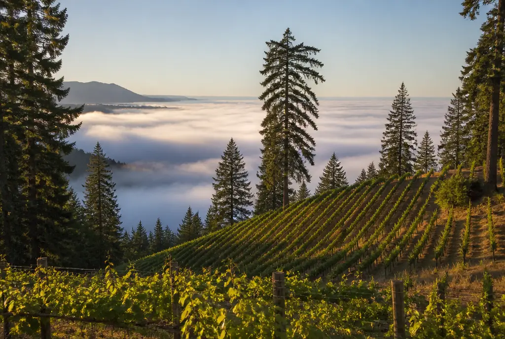 Mountain Cabernet Sauvignon — Santa Cruz Mountains