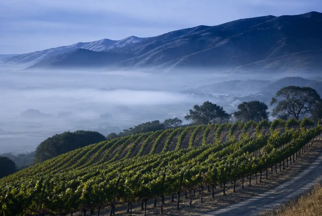 Bench Syrah — Santa Lucia Highlands