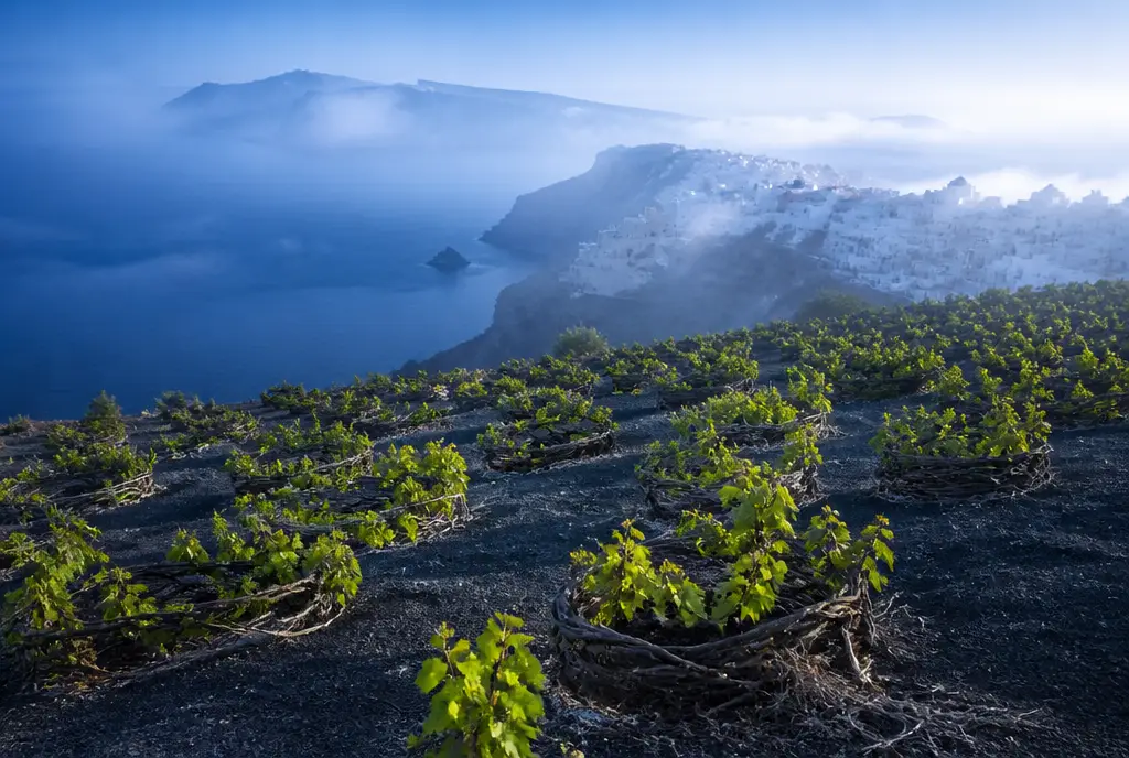Barrel-Aged Assyrtiko — Santorini