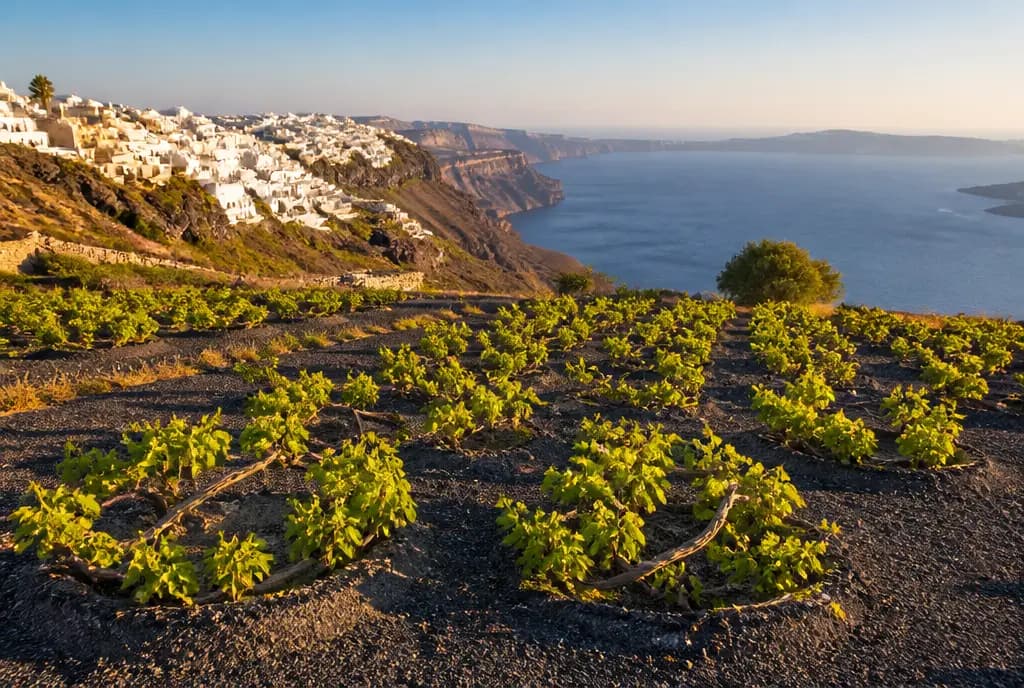 Santorini White Blend — Santorini