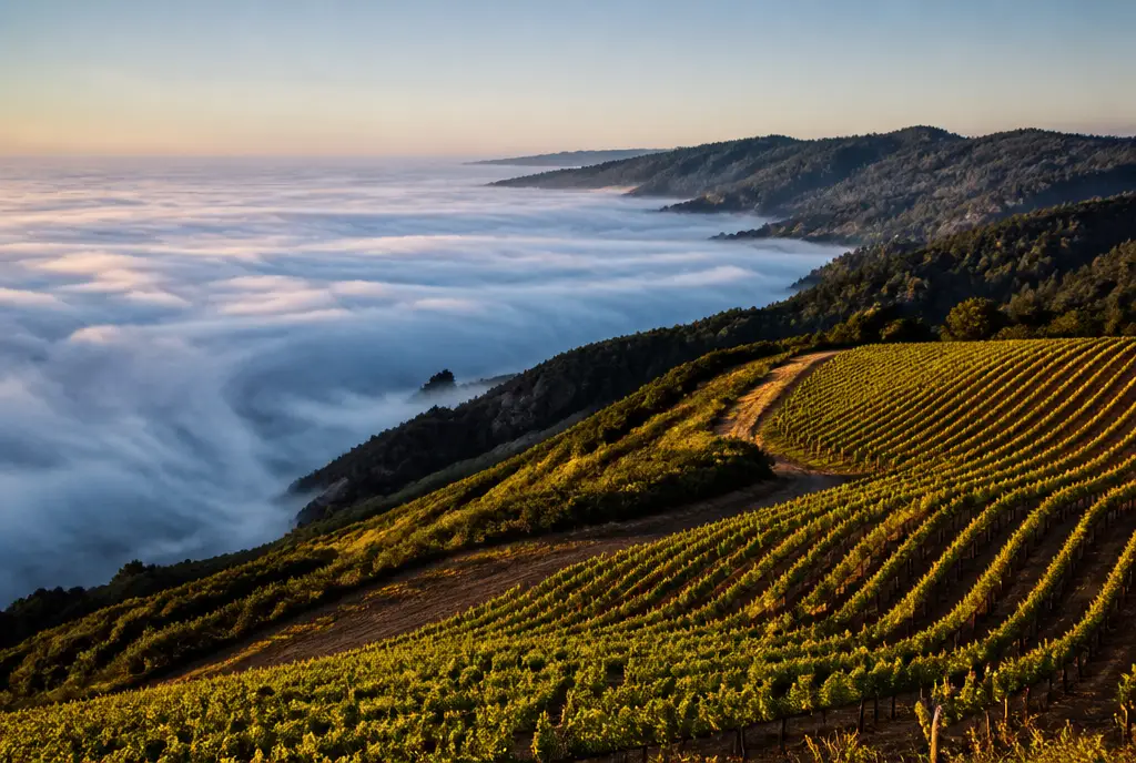Ridgetop Pinot Noir — Sonoma Coast