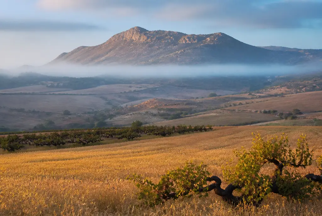 Old-Vine Chenin Blanc — Swartland