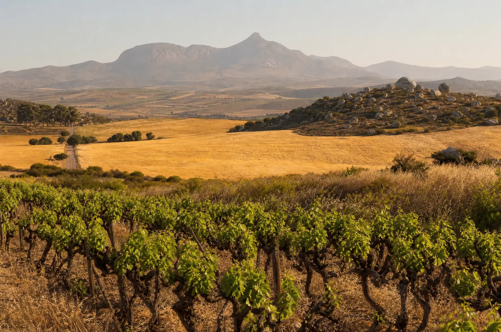 Swartland Syrah — Swartland