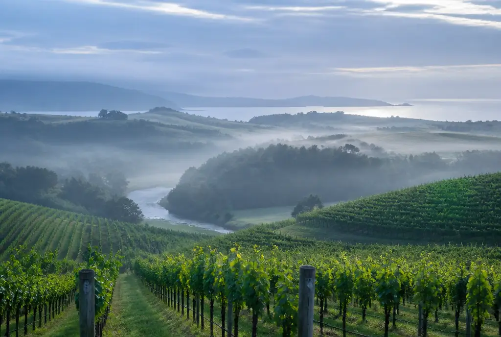Pipers River Pinot Noir — Tasmania