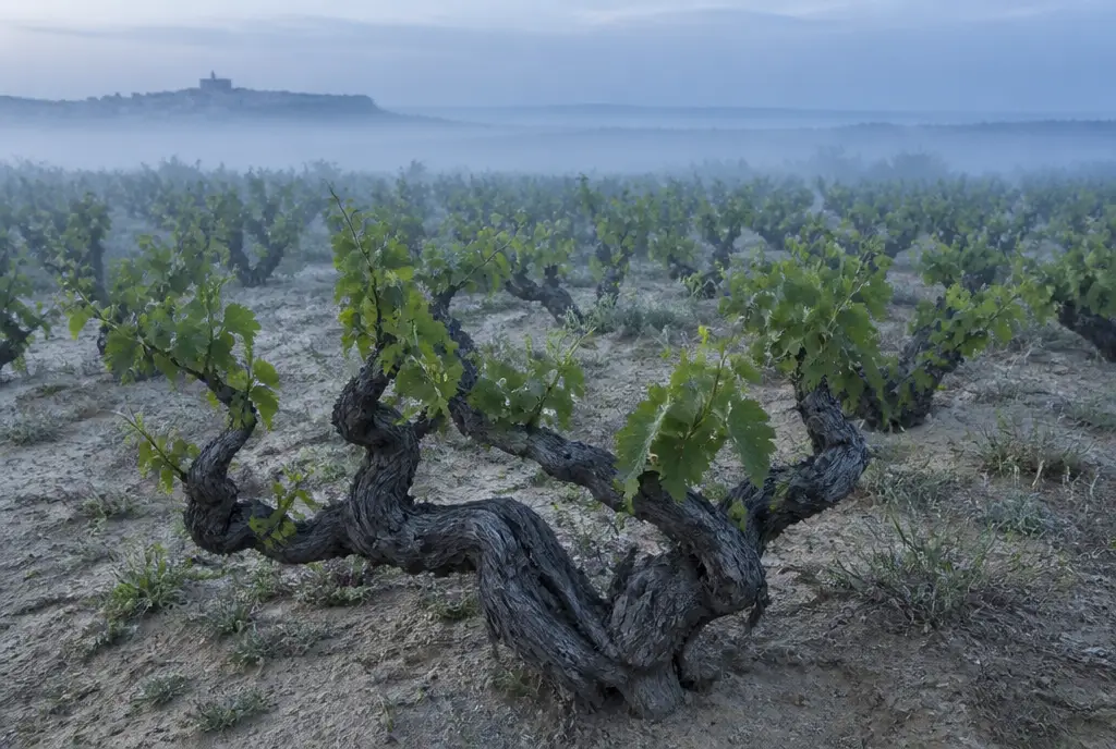 Old Bush-Vine Tinta de Toro — Toro