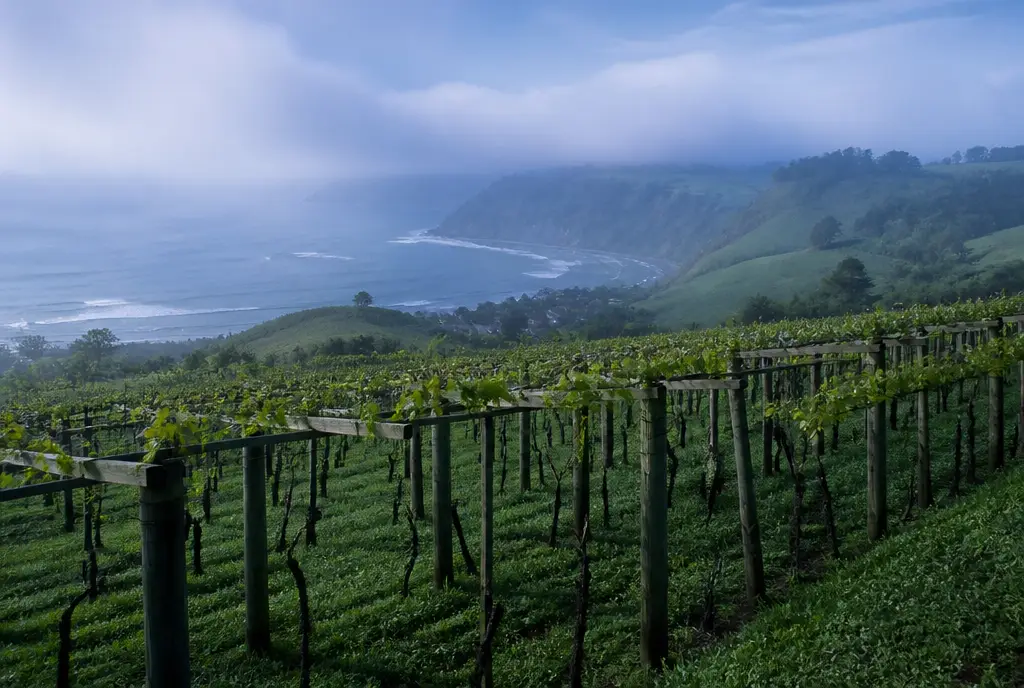 Single-Vineyard Txakoli — Getariako Txakolina