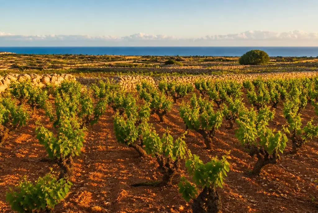 Nero d'Avola Vecchie Vigne — Vittoria