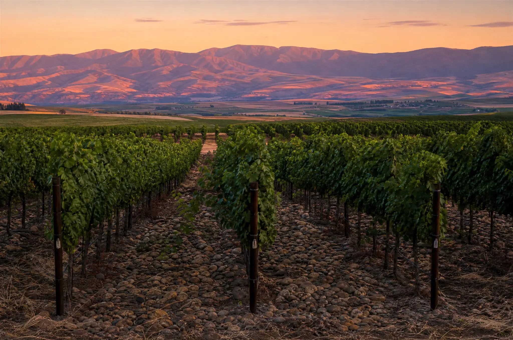 The Rocks Syrah — Walla Walla Valley