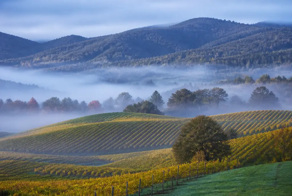 Upper Yarra Chardonnay — Yarra Valley